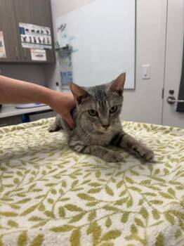 Sappho -  Domestic Short Hair Cat for Adoption in Kansas City, Missouri - Sappho | PetCurious