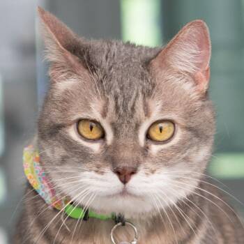 Mew -  Domestic Short Hair Cat for Adoption in Lakewood, Colorado - Mew | PetCurious
