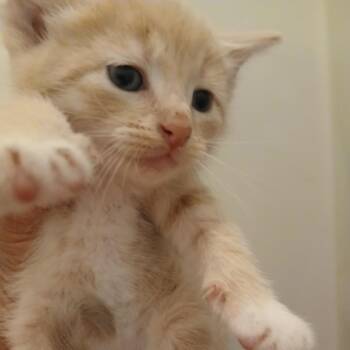 Bob -  Domestic Short Hair Cat for Adoption in Wadena, Minnesota - Bob | PetCurious