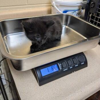 Domestic Short Hair Cats Available for Adoption - Fry | PetCurious