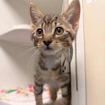 Reid -  Domestic Short Hair Cat for Adoption in Gainesville, Florida - Reid | PetCurious