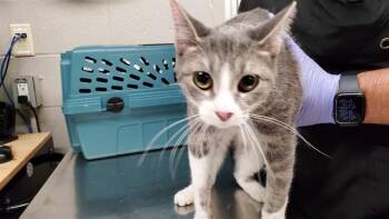 LATTE -  Domestic Short Hair Cat for Adoption in Aurora, Illinois - LATTE | PetCurious