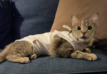 Domestic Short Hair Cats Available for Adoption in Kansas City, Missouri - Tully | PetCurious