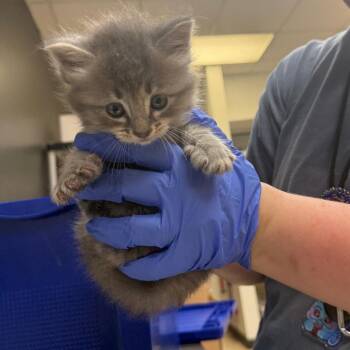 Domestic Short Hair Cats Available for Adoption in Columbus, Georgia - 5/28/2026-Stray-VeteransParkway-1 | PetCurious