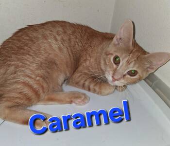 Caramel -  Domestic Short Hair Cat for Adoption in Longwood, Florida - Caramel | PetCurious