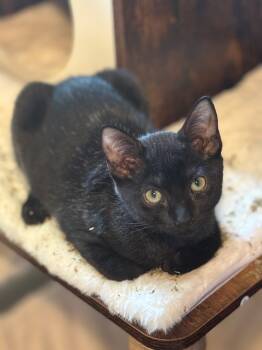 Rescue Domestic Short Hair Cats for Adoption in St. Augustine, Florida - Norma | PetCurious