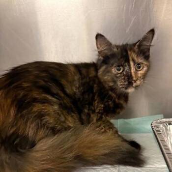 Bougie -  Domestic Short Hair Cat for Adoption in Fort Worth, Texas - Bougie | PetCurious