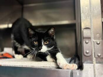 CHOMPER -  Domestic Short Hair Cat for Adoption in Fort Wayne, Indiana - CHOMPER | PetCurious
