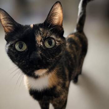 Sandy -  Domestic Short Hair Cat Available for Adoption in Granville, Ohio - Sandy | PetCurious