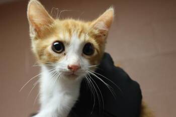 LIVVY -  Domestic Short Hair Cat for Adoption in Columbia, South Carolina - LIVVY | PetCurious