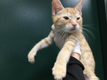 Domestic Short Hair Cats Available for Adoption - A1891993 | PetCurious