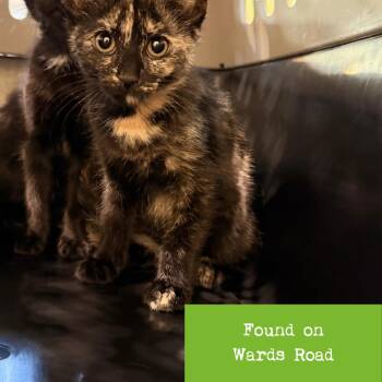 Ursa -  Domestic Short Hair Cat for Adoption in Lynchburg, Virginia - Ursa | PetCurious