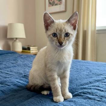 Sakumi (mitted chocolate point Siamese mix) -  Siamese and Snowshoe Cat for Adoption in Allen, Texas - Sakumi (mitted Chocolate Point Siamese Mix) | PetCurious
