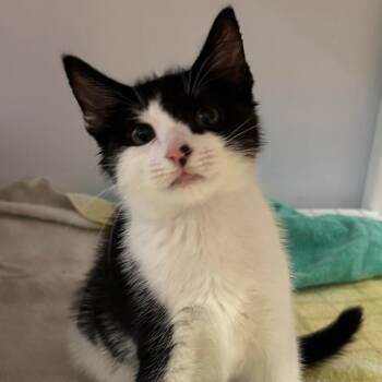 Spunky -  Domestic Short Hair Cat for Adoption in Sarasota, Florida - Spunky | PetCurious