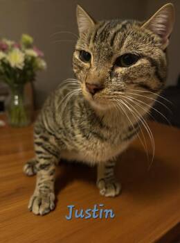 Justin -  Domestic Short Hair Cat Available for Adoption in Randolph, Alabama - Justin | PetCurious