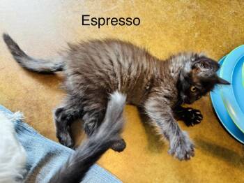 Espresso -  Domestic Medium Hair Cat for Adoption in Emerald Isle, North Carolina - Espresso | PetCurious