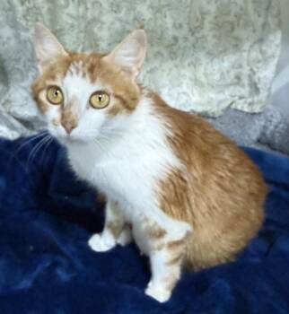 Flamenco -  Domestic Short Hair Cat for Adoption in Jackson, Georgia - Flamenco | PetCurious