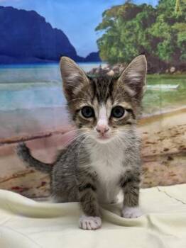 Lillian -  Domestic Short Hair Cat for Adoption in San Antonio, Texas - Lillian | PetCurious