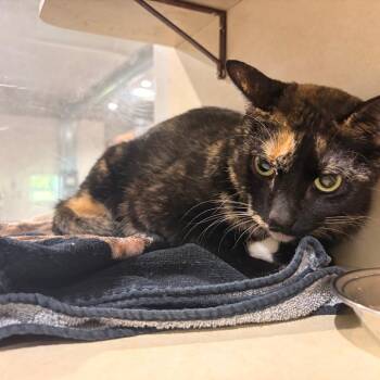 Patches -  Domestic Short Hair Cat Available for Adoption in Harlingen, Texas - Patches | PetCurious
