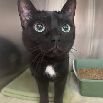 Rescue Domestic Short Hair Cats for Adoption in Port Charlotte, Florida - Pickles | PetCurious