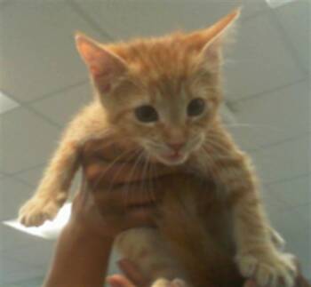 TILLY -  Domestic Short Hair Cat Available for Adoption in Charlotte, North Carolina - TILLY | PetCurious