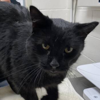 Domestic Medium Hair Cats Available for Adoption - Count Dracula | PetCurious