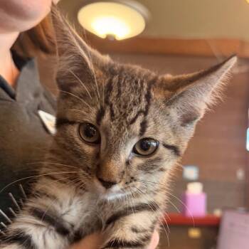 Crinkle -  Domestic Short Hair Cat for Adoption in Cheyenne, Wyoming - Crinkle | PetCurious
