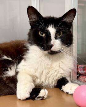 Domestic Short Hair Cats Available for Adoption in Oakland, California - Zenni (bonded W/ Kenoga) | PetCurious