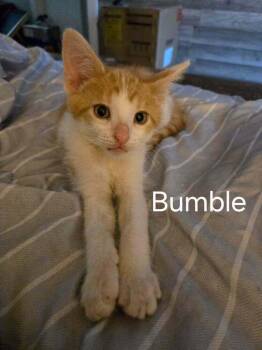 Bumble -  Domestic Short Hair Cat for Adoption in Chicago, Illinois - Bumble | PetCurious