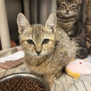Rescue Domestic Short Hair Cats for Adoption in Dallas, Texas - Rebel | PetCurious