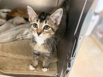 ETCH-A-SKETCH -  Domestic Short Hair Cat for Adoption in Fort Wayne, Indiana - ETCH-A-SKETCH | PetCurious