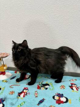 Penny -  Domestic Long Hair Cat for Adoption in Las Vegas, Nevada - Penny | PetCurious