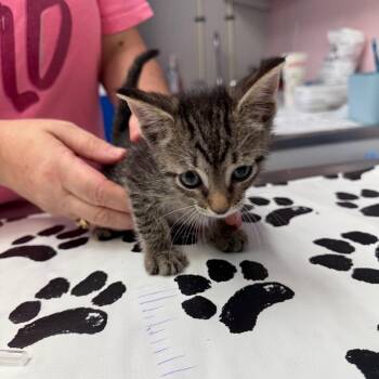 Carter -  Domestic Short Hair Cat for Adoption in Port Richey, Florida - Carter | PetCurious
