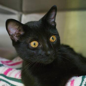 Pizza Hut -  Domestic Short Hair Cat for Adoption in Seattle, Washington - Pizza Hut | PetCurious