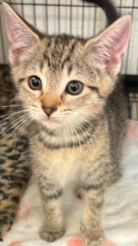 KIMI -  Domestic Short Hair Cat for Adoption in Elizabethton, Tennessee - KIMI | PetCurious