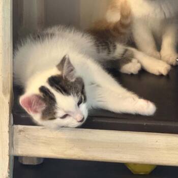 Domestic Short Hair Cats Available for Adoption in West Olive, Michigan - Kristoff | PetCurious