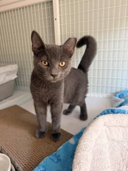 Silver -  Domestic Short Hair Cat for Adoption in Suffolk, Virginia - Silver | PetCurious