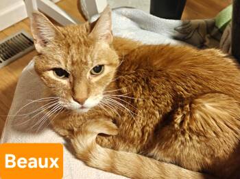 Beaux -  American Shorthair Cat for Adoption in Albuquerque, New Mexico - Beaux | PetCurious