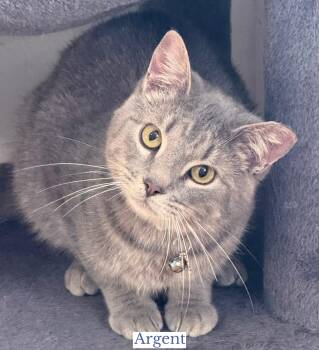 Domestic Short Hair Cats Available for Adoption - Askew | PetCurious