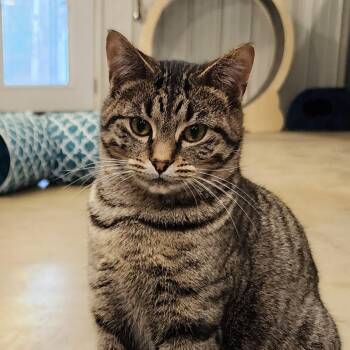 Roxy -  Domestic Short Hair Cat for Adoption in Ely, Minnesota - Roxy | PetCurious
