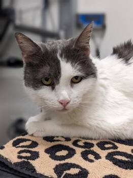 Domestic Short Hair Cats Available for Adoption - Katherine | PetCurious