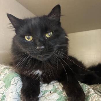 Spring -  Domestic Long Hair Cat for Adoption in Blue Earth, Minnesota - Spring | PetCurious