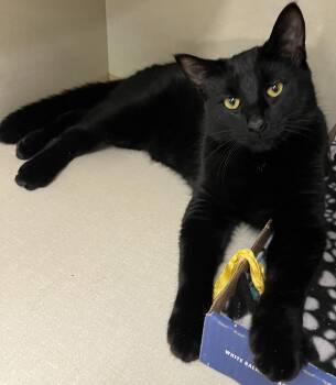 Rescue Bombay Cats for Adoption in Hood River, Oregon - Waldo | PetCurious