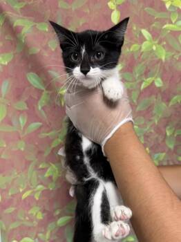 GINGER ALE -  Domestic Short Hair Cat for Adoption in San Antonio, Texas - GINGER ALE | PetCurious