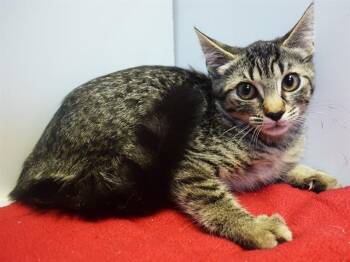 MCKAYLEE -  Domestic Short Hair Cat for Adoption in Sacramento, California - MCKAYLEE | PetCurious