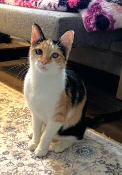 Rescue Calico Cats for Adoption in New Albany, Ohio - Nassau | PetCurious