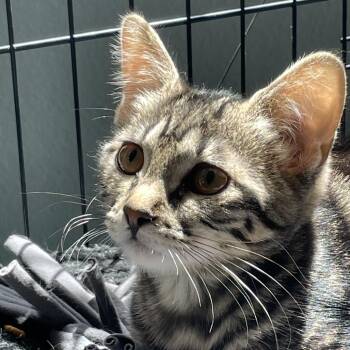 Dash 54082 -  Domestic Short Hair Cat for Adoption in Las Vegas, Nevada - Dash 54082 | PetCurious