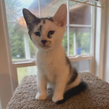 Spotty -  Domestic Short Hair Cat for Adoption in Belfair, Washington - Spotty | PetCurious