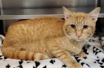 Domestic Short Hair Cats Available for Adoption in Aurora, Illinois - TIGGIE | PetCurious