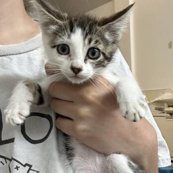 SHELLY -  Domestic Short Hair Cat for Adoption in Richmond, California - SHELLY | PetCurious
